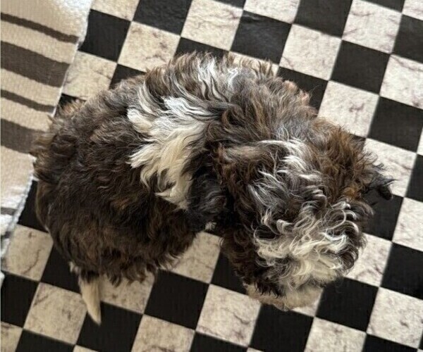 Medium Photo #2 Poodle (Miniature) Puppy For Sale in CURTISS, WI, USA