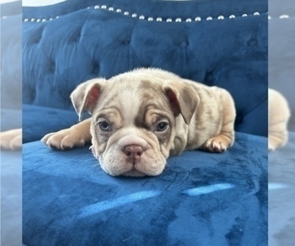 Medium Photo #8 English Bulldog Puppy For Sale in ENCINO, CA, USA