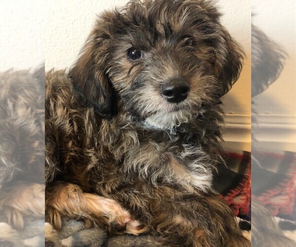 Medium Photo #7 YorkiePoo Puppy For Sale in AMERICAN FORK, UT, USA
