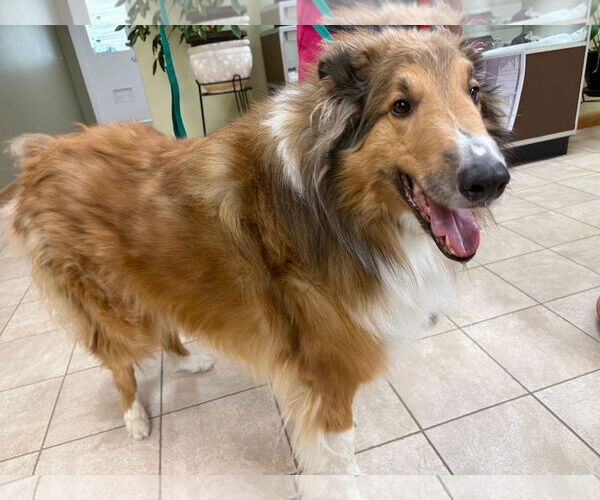 Medium Photo #6 Collie Puppy For Sale in Chantilly, VA, USA