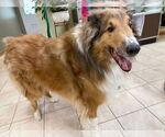 Small #5 Collie