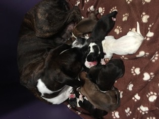 Boxer Puppy for sale in BEL AIR, MD, USA