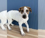 Small #4 American Bulldog Mix