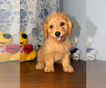Small #28 Goldendoodle mix (+ Poodle Miniature)