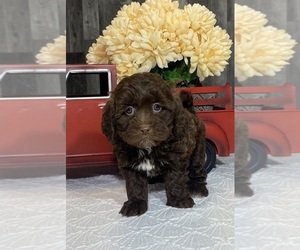 Lhasa Apso-Poodle (Toy) Mix Puppy for sale in CANOGA, NY, USA