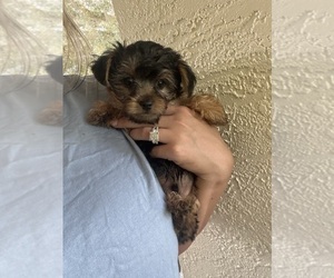 Yorkshire Terrier Puppy for sale in LABELLE, FL, USA