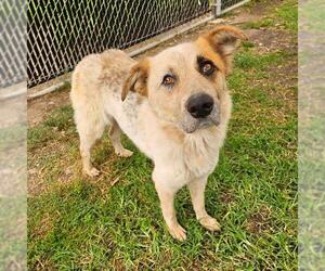 Australian Cattle Dog-Unknown Mix Dogs for adoption in Camarillo, CA, USA
