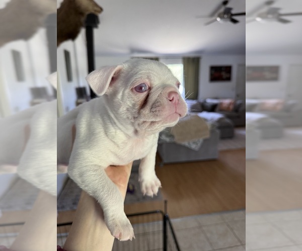 Medium Photo #3 Boston Terrier Puppy For Sale in SALINAS, CA, USA