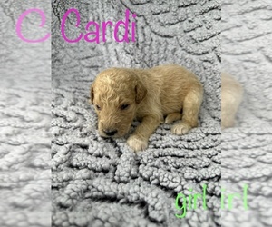 Goldendoodle Puppy for sale in PARADISE, TX, USA