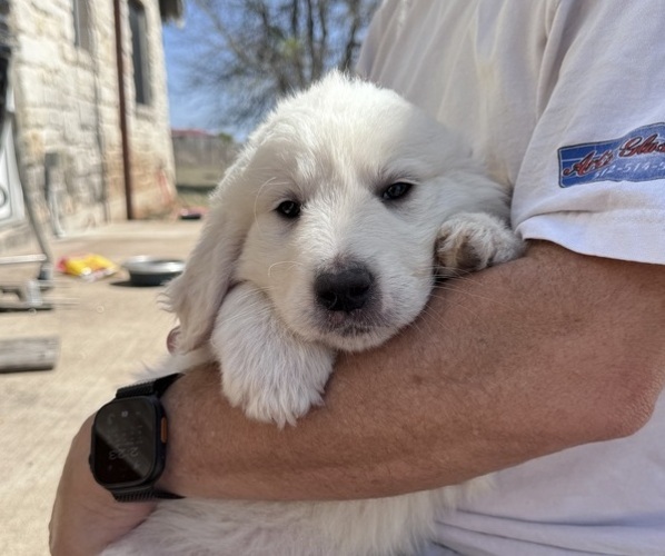 Medium Photo #7 Great Pyrenees Puppy For Sale in CREEDMOOR, TX, USA