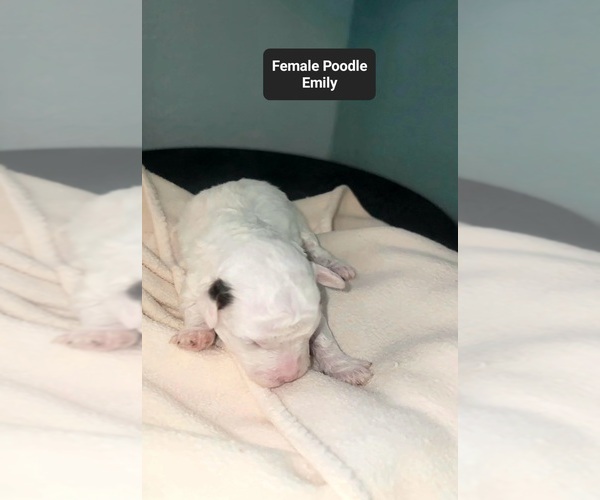 Medium Photo #3 Poodle (Toy) Puppy For Sale in TUCSON, AZ, USA