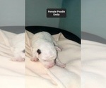 Small #2 Poodle (Toy)