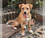 Small #3 Labrador Retriever Mix