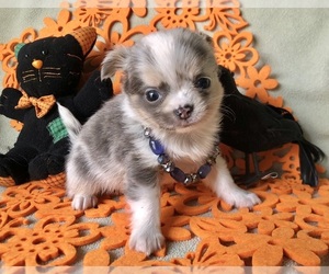 Chihuahua Puppy for Sale in NEWVILLE, Pennsylvania USA
