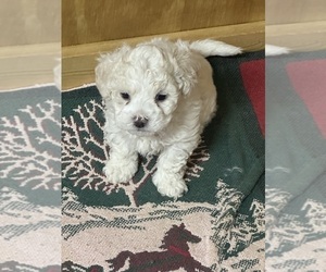 Maltipoo Puppy for sale in JASPER, GA, USA