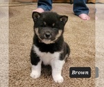 Image preview for Ad Listing. Nickname: Brown Collar