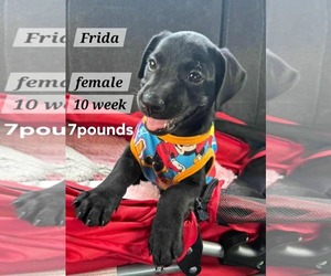 Dachshund-Labrador Retriever Mix Dogs for adoption in Virginia Beach, VA, USA