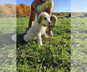 Great Pyrenees Puppy for sale in THOMPSON, OH, USA