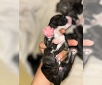 Puppy Puppy 9 Doberman Pinscher-Dogo Argentino Mix