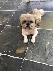 Father of the Shih Tzu puppies born on 08/05/2018