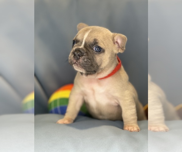 Medium Photo #17 Faux Frenchbo Bulldog Puppy For Sale in HOODSPORT, WA, USA