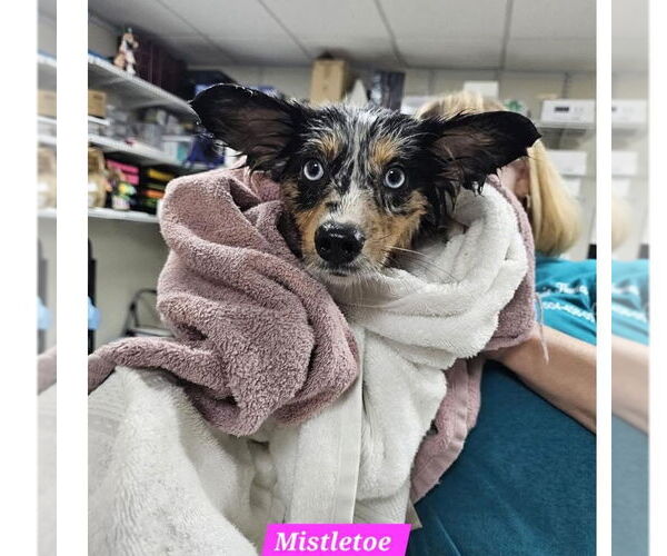 Medium Photo #2 Mutt Puppy For Sale in Metairie, LA, USA