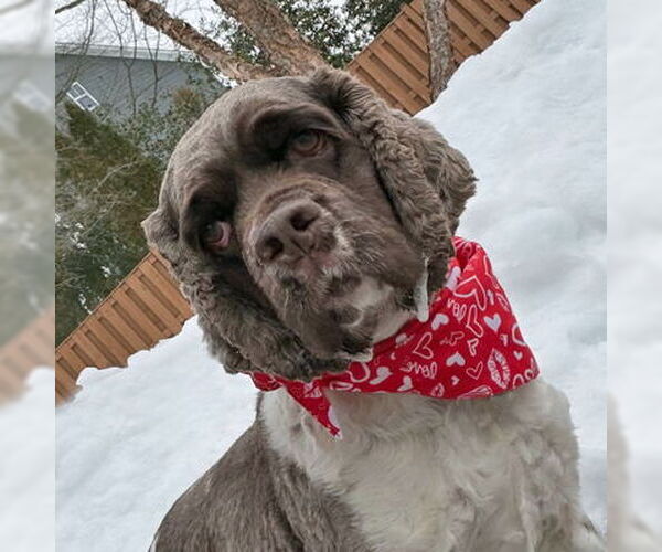 Medium Photo #4 Cocker Spaniel Puppy For Sale in Arlington, VA, USA