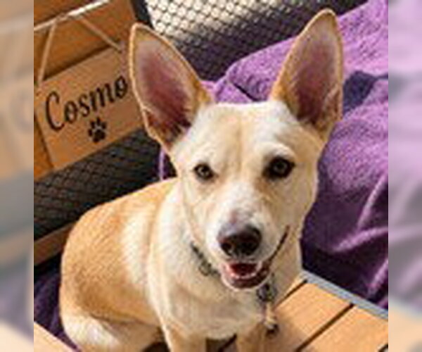 Medium Photo #6 Chihuahua-Unknown Mix Puppy For Sale in Fremont, CA, USA