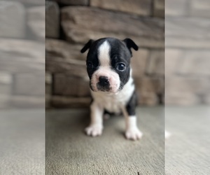 Boston Terrier Puppy for sale in WASHBURN, MO, USA