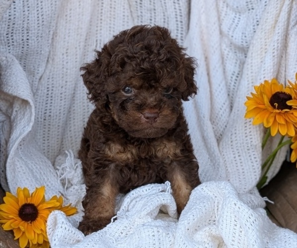 Medium Photo #50 Cock-A-Poo Puppy For Sale in GOSHEN, IN, USA