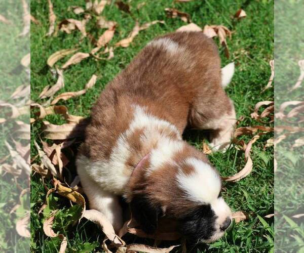 Medium Photo #2 Saint Bernard Puppy For Sale in TURLOCK, CA, USA
