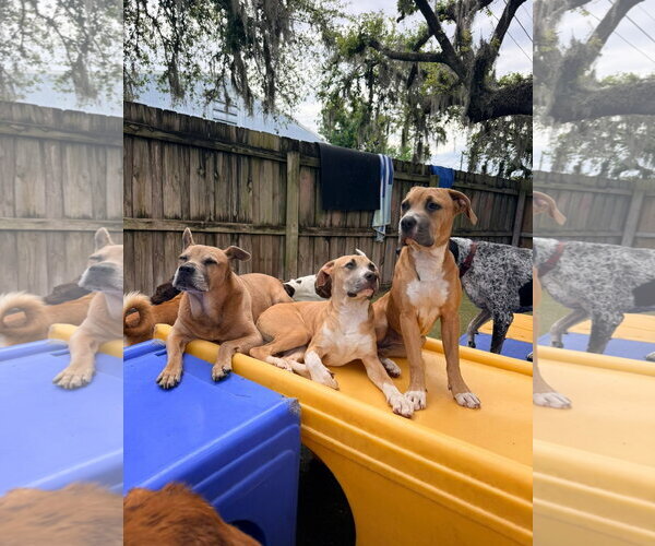 Medium Photo #15 Mutt Puppy For Sale in Orlando, FL, USA