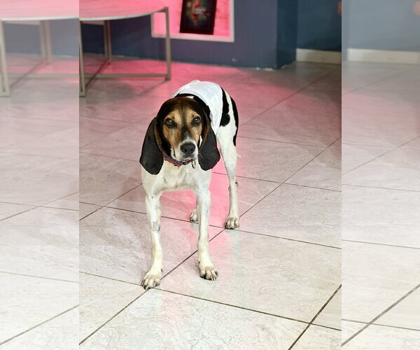 Medium Photo #2 Coonhound Puppy For Sale in Tampa, FL, USA