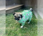 Small #1 Pug