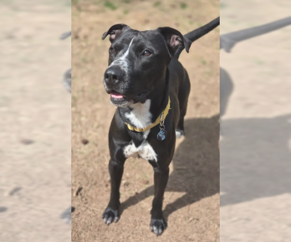 Medium Photo #2 American Staffordshire Terrier-Labrador Retriever Mix Puppy For Sale in Decatur, GA, USA