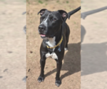 Small #1 American Staffordshire Terrier-Labrador Retriever Mix