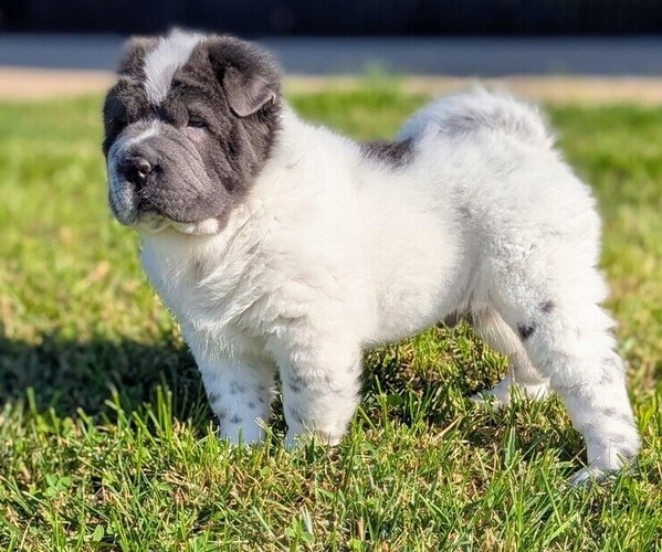 Medium Photo #1 Chinese Shar-Pei Puppy For Sale in SOUTHSIDE, TN, USA