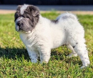 Chinese Shar-Pei Puppy for sale in SOUTHSIDE, TN, USA
