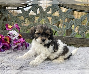 Cock-A-Poo Puppy for sale in SEBASTIAN, FL, USA