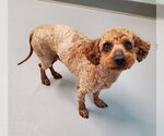 Small Poodle (Miniature)