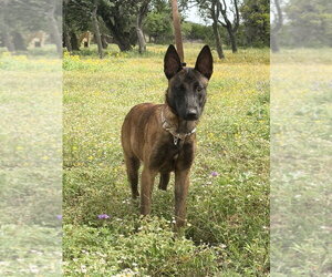Mutt Dogs for adoption in Imlay City, MI, USA