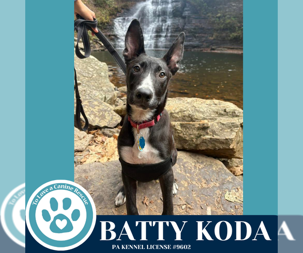 Medium Photo #4 Labrador Retriever-Unknown Mix Puppy For Sale in Kimberton, PA, USA