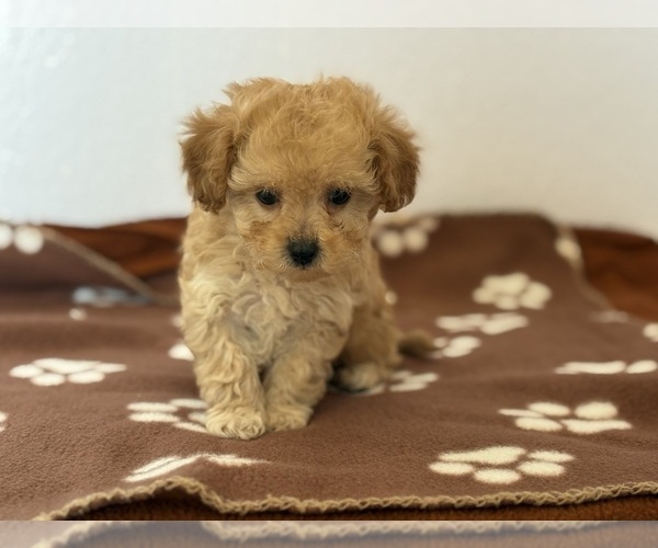 Medium Photo #3 Poodle (Toy)-Zuchon Mix Puppy For Sale in TUCSON, AZ, USA
