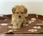 Small #2 Poodle (Toy)-Zuchon Mix
