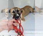Small Rhodesian Ridgeback Mix