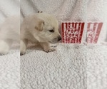 Litter of 6 - Male(s) and Female(s) German Shepherd DogLitter of Puppies for Sale - Photo #13