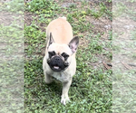 Small Photo #3 French Bulldog Puppy For Sale in NEW PRT RCHY, FL, USA
