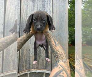 American Pit Bull Terrier-American Staffordshire Terrier Mix Dogs for adoption in Frankenmuth, MI, USA