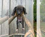 Small American Pit Bull Terrier-American Staffordshire Terrier Mix