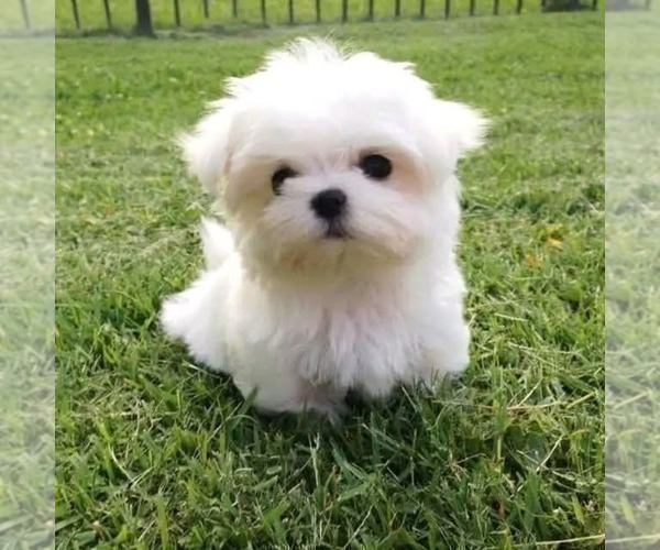 Medium Photo #1 Maltese Puppy For Sale in CLERMONT, FL, USA